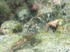 Mauligobius maderensis
