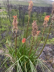 Kniphofia uvaria