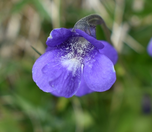 Pinguicula leptoceras (Pinguicula leptoceras)