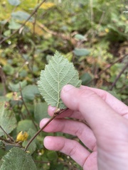 Corylus cornuta