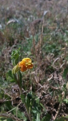 Oenothera stricta