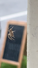 Araneus diadematus