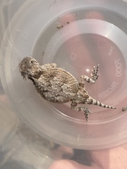 Phrynosoma platyrhinos