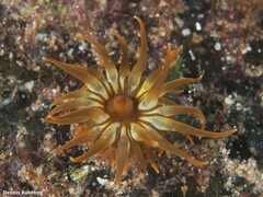 Anemonia sargassensis