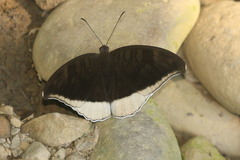 Tanaecia lepidea