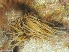 Anemonia viridis