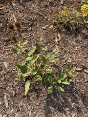 Helianthus californicus
