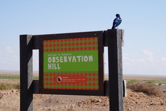 Lamprotornis superbus