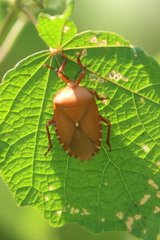 Tessaratoma papillosa