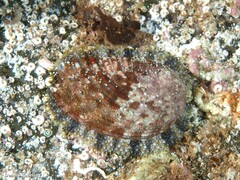 Haliotis tuberculata