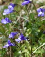 Pinguicula leptoceras