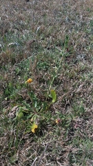 Oenothera stricta