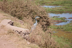 Ardea melanocephala