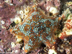 Asterina martinbarriosi