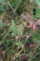 Geranium palustre