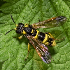 Tenthredo marginella