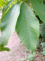 Aesculus flava