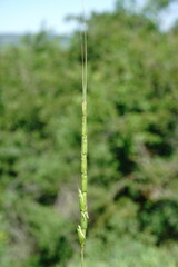 Aegilops cylindrica