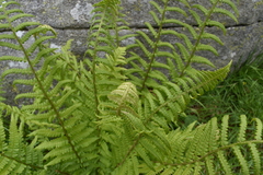Dryopteridoideae