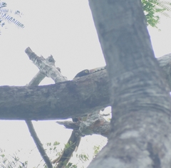 Pteroglossus torquatus