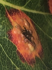 Gymnosporangium sabinae