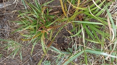 Carex laevicaulis