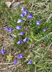 Pinguicula leptoceras