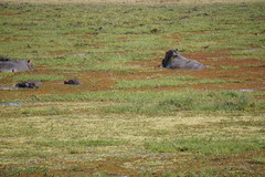 Hippopotamus amphibius