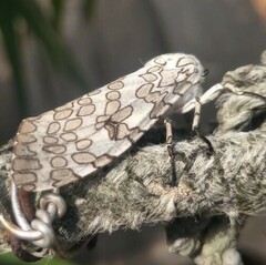 Hypercompe abdominalis