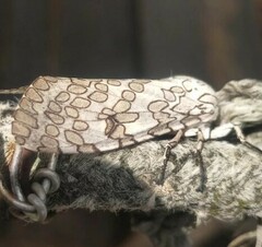 Hypercompe abdominalis