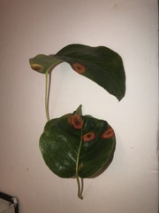 Gymnosporangium sabinae