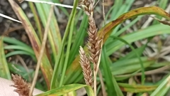Carex laevicaulis