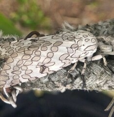 Hypercompe abdominalis