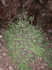 Aloysia wrightii