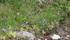 Pinguicula leptoceras