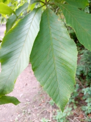 Aesculus flava