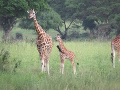 Giraffa camelopardalis rothschildi