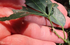 Aphidomorpha