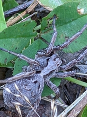 Alopecosa inquilina