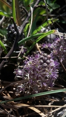 Ledebouria
