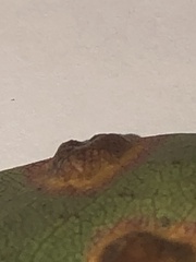 Gymnosporangium sabinae