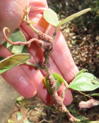 Aphidomorpha