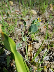 Coronilla scorpioides