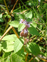 Mentha arvensis
