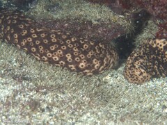 Holothuria sanctori