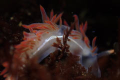 Coryphella trilineata