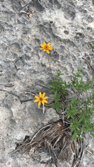 Wedelia hispida