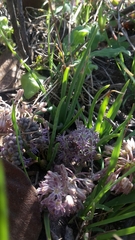 Ledebouria