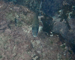 Diplodus sargus