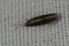 Hydroptilidae